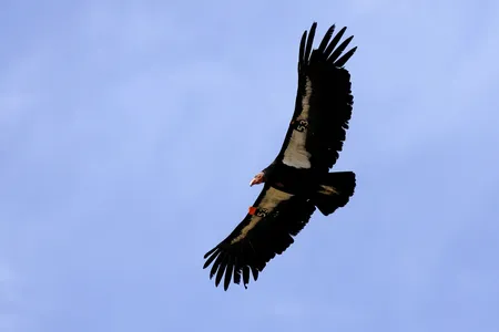 A California condor flies through Marble Gorge, east of Grand Canyon National Park in 2007