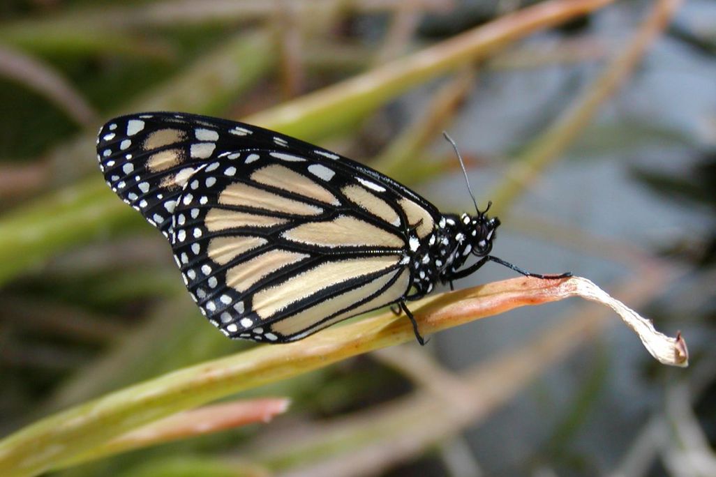 Monarch butterfly