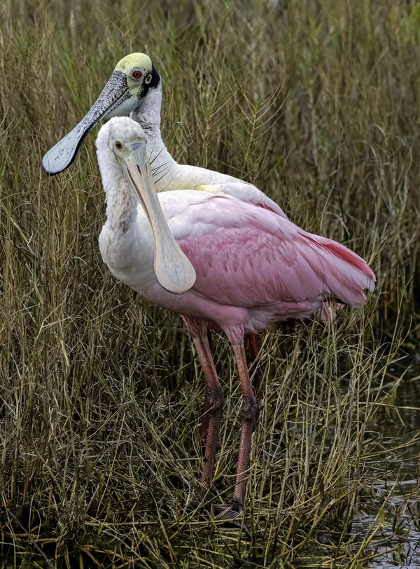 ROSEATE SPOONBILL PAIR thumbnail