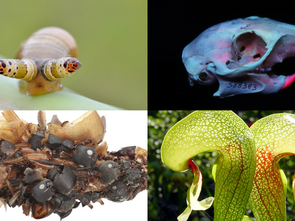 Collections at the Smithsonian's National Museum of Natural History are filled with all sorts of eerie specimens. (Clockwise from top left: Gilles San Martin via Wikimedia, Smithsonian Institution, NoahElhardt via Wikimedia, Karie Darrow) 
