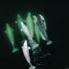 Adopted Lone Narwhal Traveling Among Belugas Could Produce Narluga Calves icon