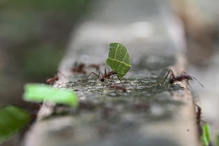 Ants are pictured at the Metropolitan Natural Park, a protected area in Panama City, on January 26, 2025.