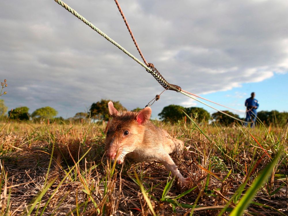 Mozambique Has “kitten Sized” Rats Trained To Sniff Out Tuberculosis