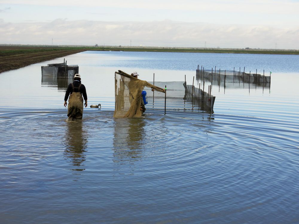 Rice Can Help Save Salmon If Farms Are Allowed to Flood