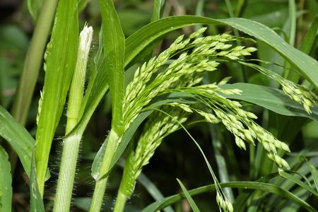 Panicum miliaceum, or broomcorn millet. 