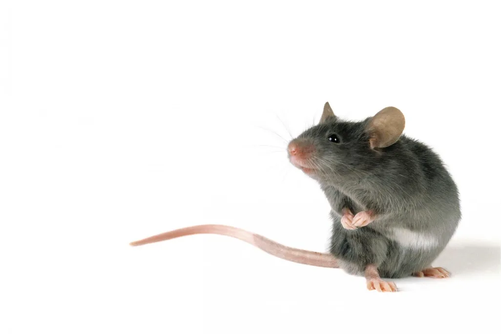 Mouse