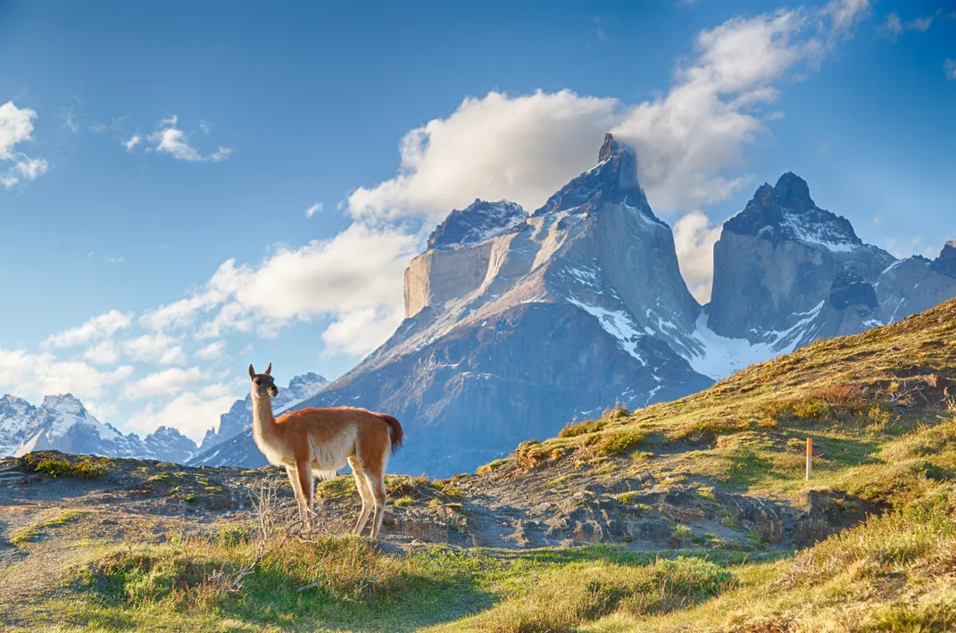Guanaco at Torres del Paine
