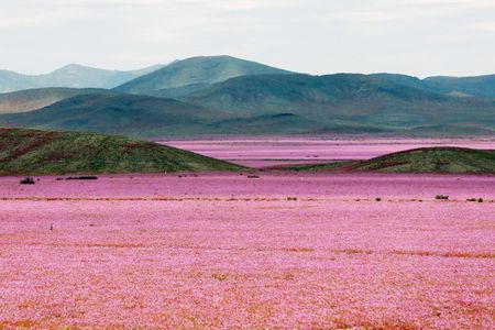 Pink mallow blooms in the Atacama Desert, which experienced record rainfall earlier this year.