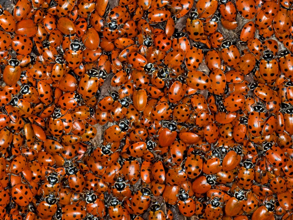 Beetle Species, Weirdly, Almost Never Go Extinct | Smart News| Smithsonian  Magazine