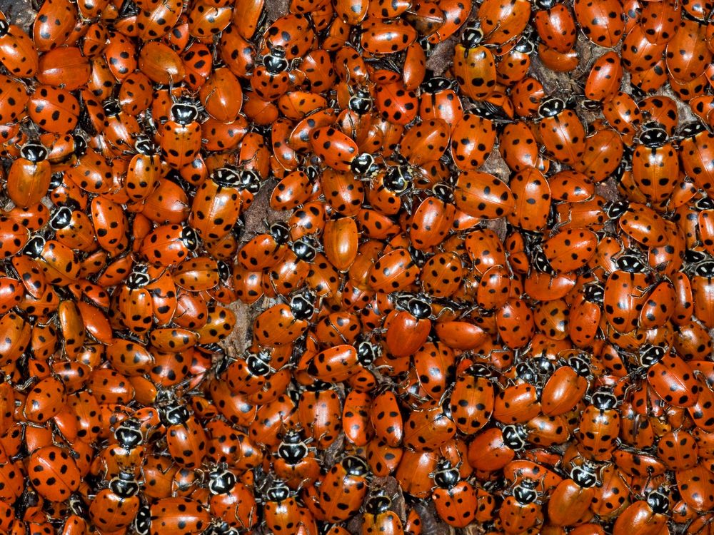 Ladybugs