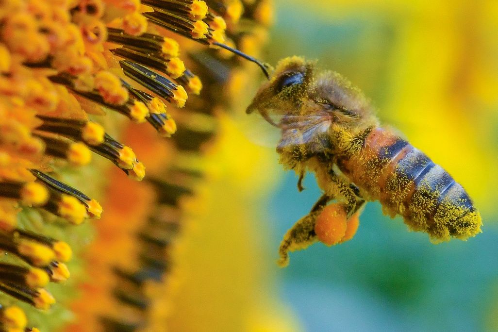 A bee (right) collects pollen from the inside of a sunflower (left)