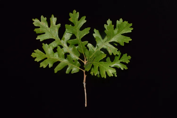 Gambel oak branchlet
