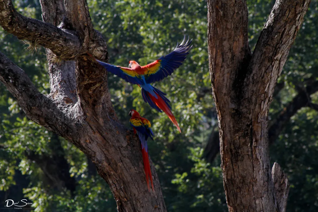 Macaws in flight