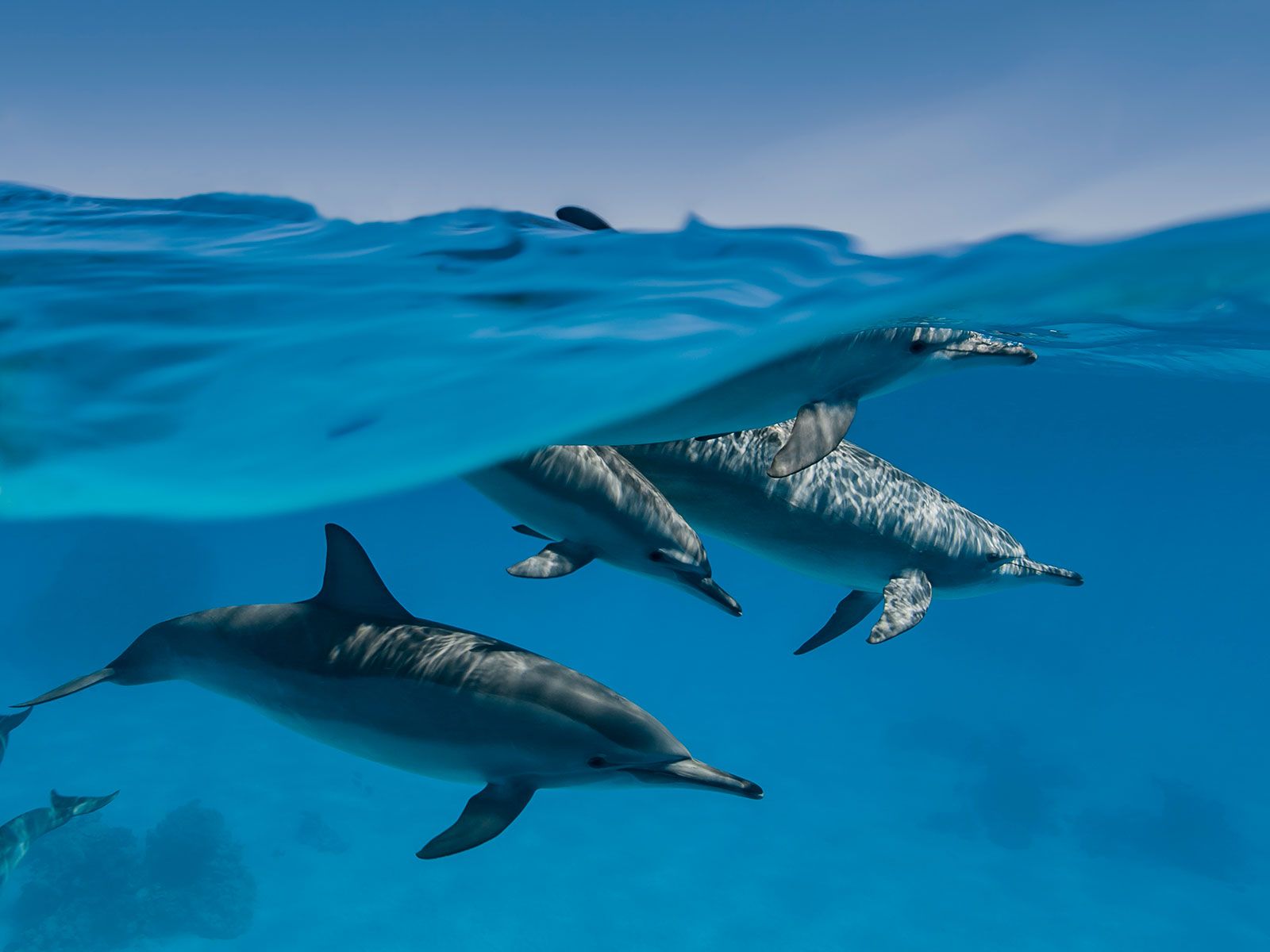 Cinq comportements étonnants des dauphins expliqués