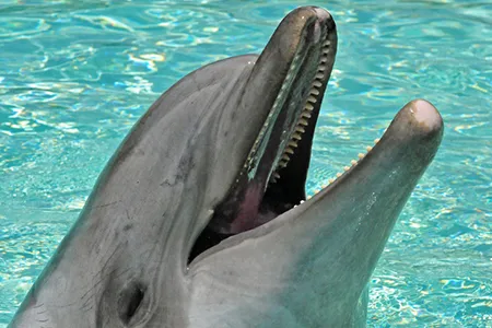 New research shows that bottlenose dolphins are capable of long-term memory, recognizing the distinctive whistles of tankmates up to 20 years after they last lived together.
