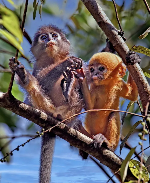 Juvenile minder thumbnail