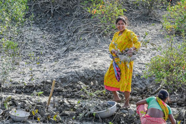 Reviving the Mangroves: Women at Work in Sundarbans thumbnail