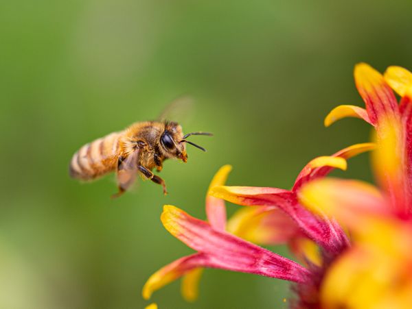 A small European Honey bee collecting pollen in the summer.