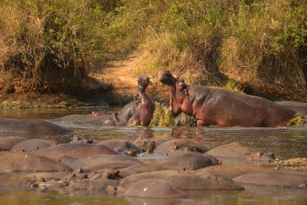 Hippo Holler thumbnail