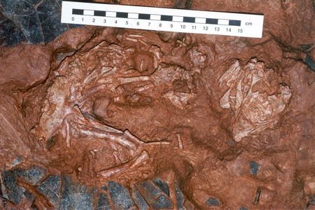 "Baby Louie," formerly of the Indianapolis Children's Museum, is now back home, at the Henan Geological Museum.