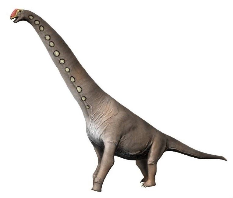Left-facing, gray Brachiosaurus with white circles running along its neck.