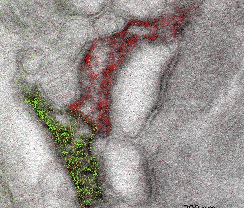 astrocytes-overlay-scale.jpg