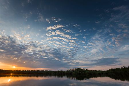 Birds don’t fly across wide Amazonian rivers like the Rio Negro.