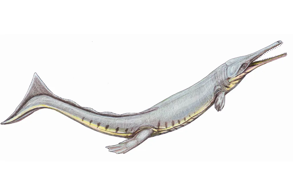 Cricosaurus Suevicus