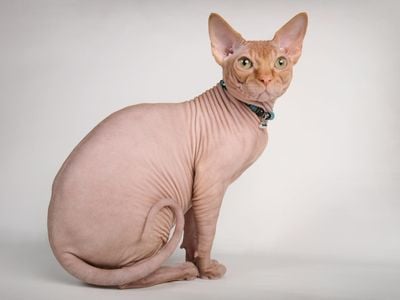 Many animals, like this red sphinx cat, are bred to be hairless. Other times, animal baldness is a symptom of stress and other factors.