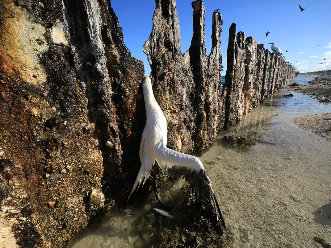 Dead Booby on Tern Island