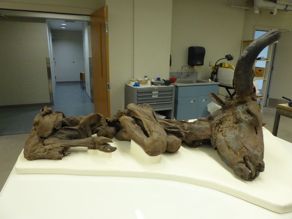 Bison Mummies Help Scientists Ruminate on Ancient Climate