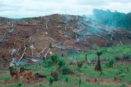 Deforestation in Liberia