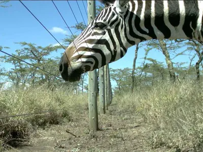 At the Mpala research facility in Kenya, scientists can use fences to exclude large animals, such as zebras, from ecosystems to study the effect of their absence. 