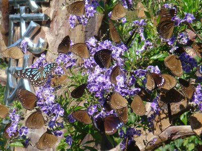 Euploea butterflies gather in force in valleys around the country.