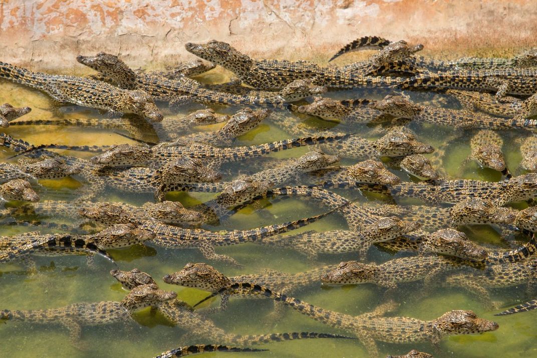 A new generation of Cuban crocodiles