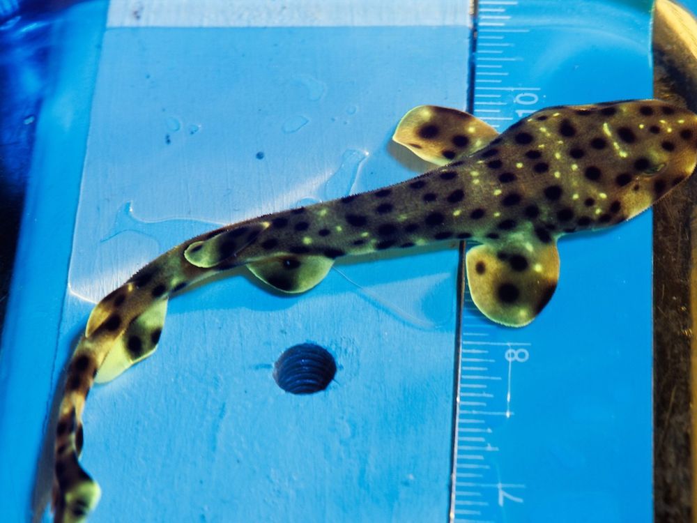 See the Baby Glow-in-the-Dark Shark Hatched at the Tennessee