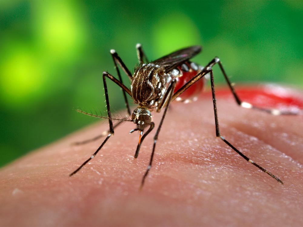 Aedes_aegypti_CDC9256.jpg