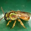 1_sweat bee 1_Carmelo Lopez.jpg
