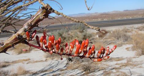 An ocotillo flower