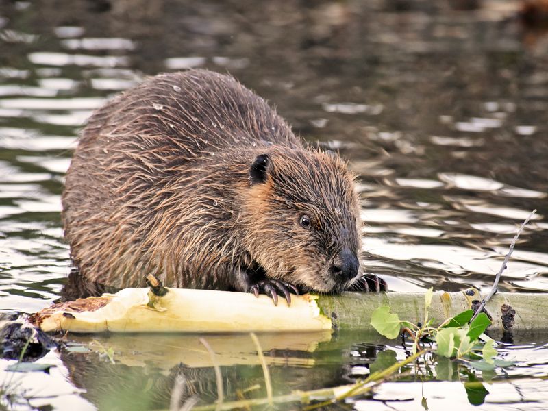 Enjoy. Hungry beaver. | Smithsonian Photo Contest | Smithsonian Magazine