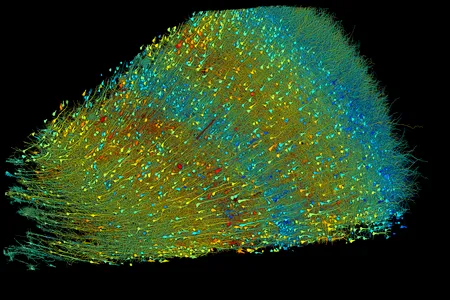 A map of excitatory neurons from the new research. The team cataloged around 57,000 cells and 150 million connections between neurons.