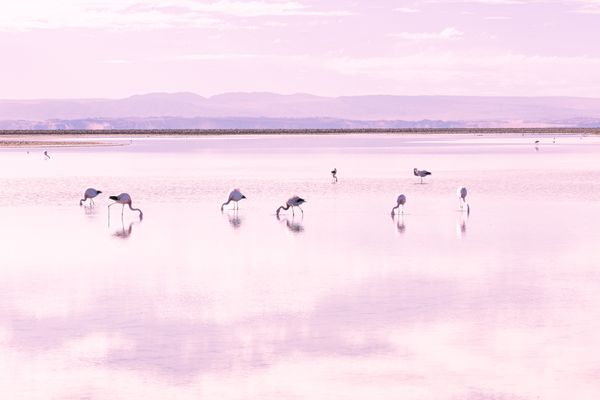 Flamingos in Chile thumbnail