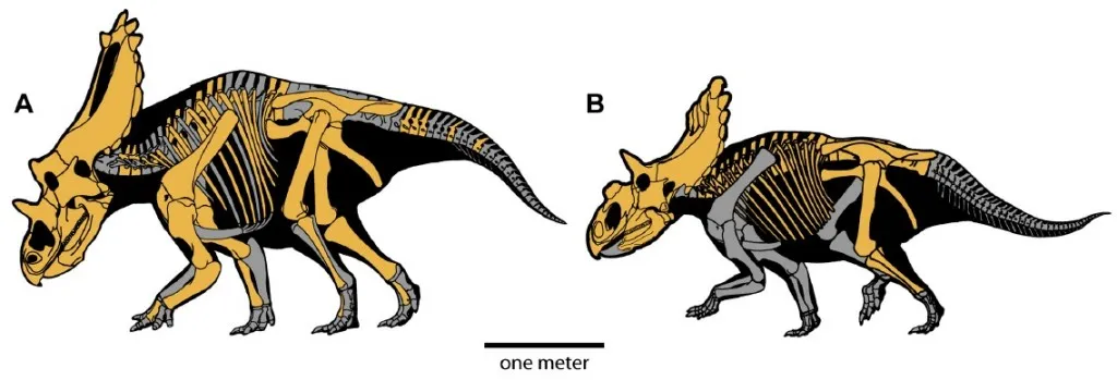 20110520083240utahceratops-kosmoceratops-skeletons-1024x349.jpg