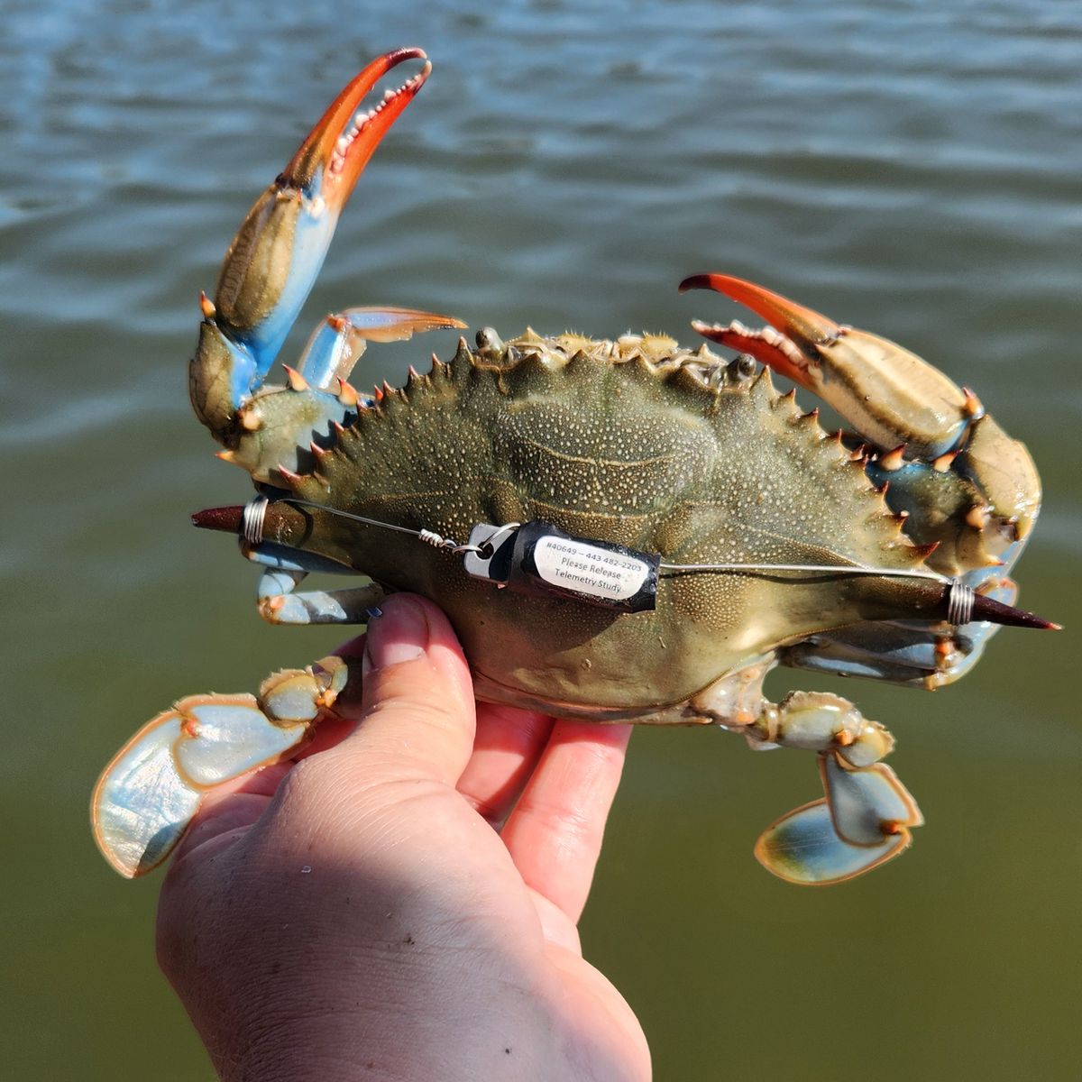 Young Blue Crabs Have Been Mysteriously Dwindling in the Chesapeake Bay for Years. This Winter, They Saw a Boost in Numbers. What's Driving These Trends?