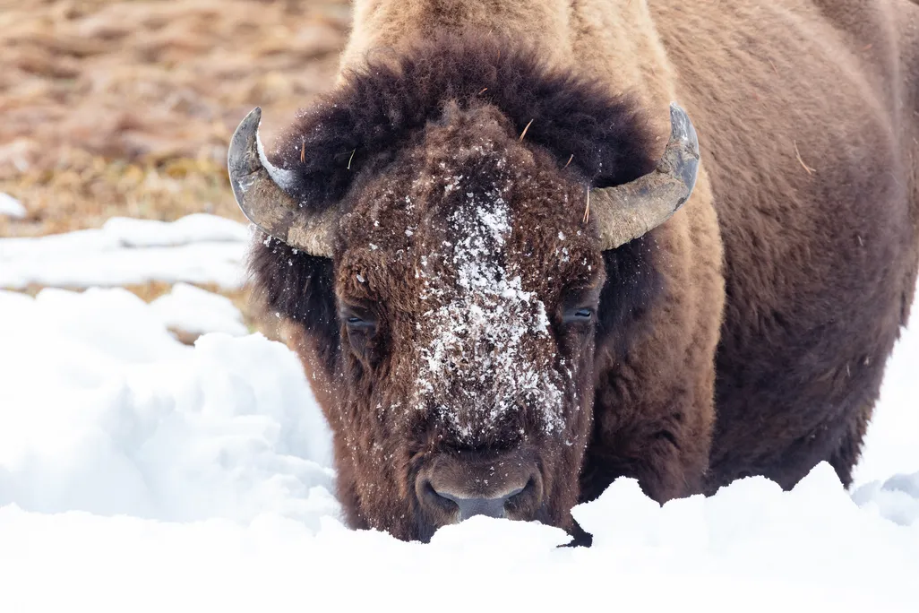 Bison at Yellowstone National Park