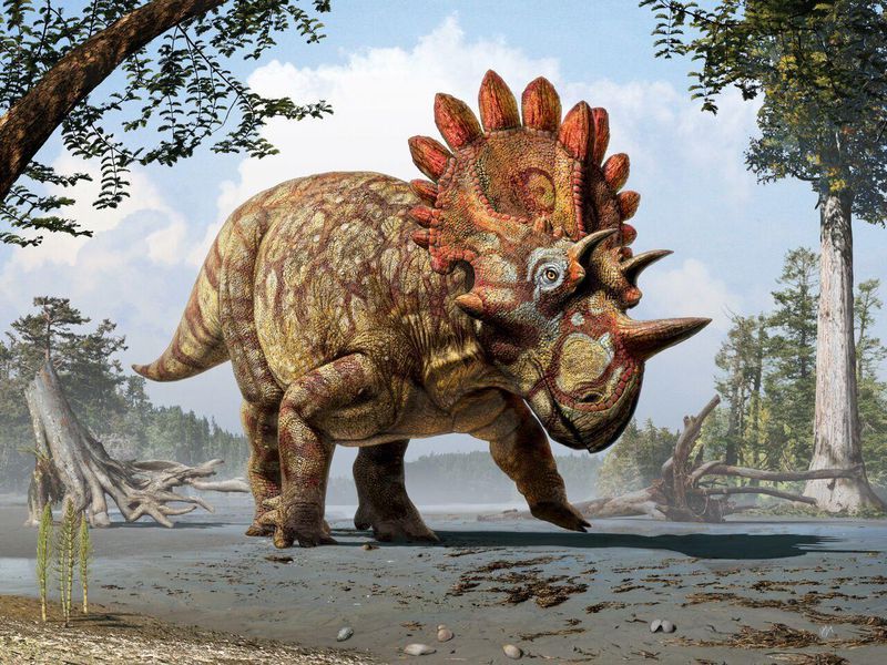 what did the triceratops look like