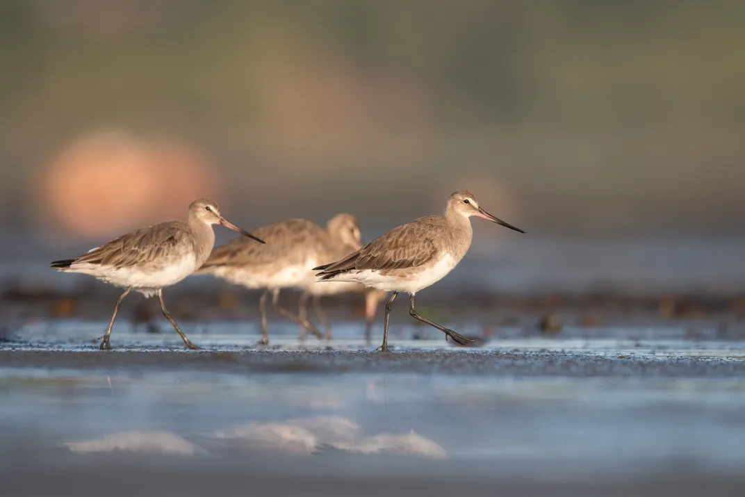 Hudsonian godwits in their tawny brown non-breeding plumage