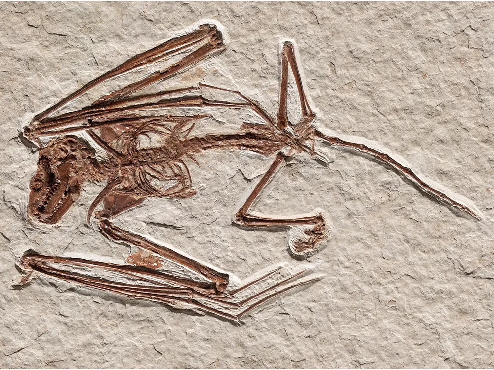 Bat Fossil