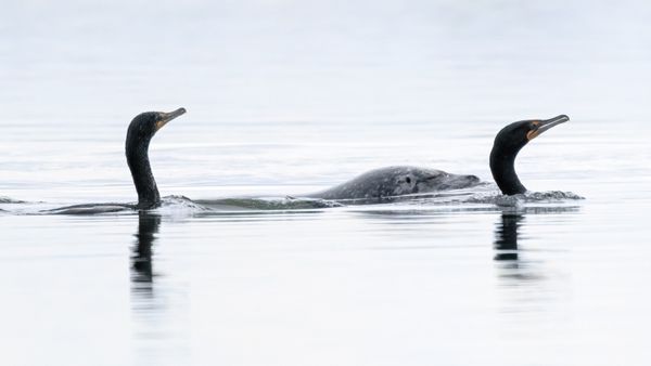 Team work. A harbor seal and two cormorants working together to fish. thumbnail