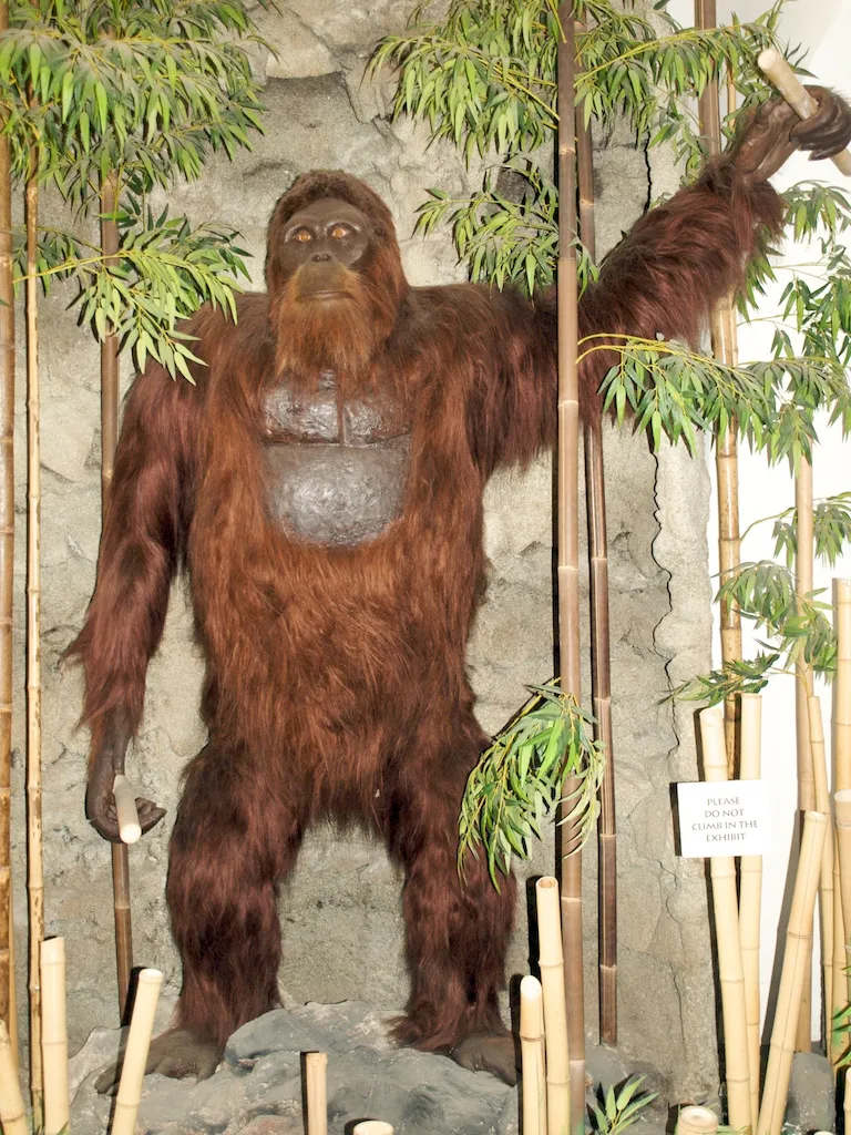 Did Bigfoot Really Exist? How Gigantopithecus Became Extinct | Science|  Smithsonian Magazine